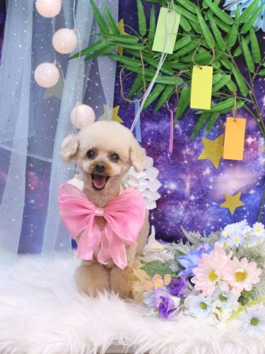 20250708マロンちゃん